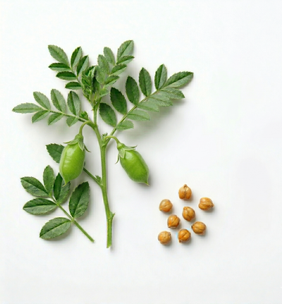 Kichererbsenprotein
