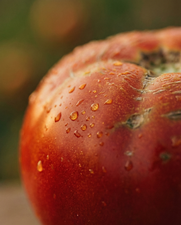 Napoli – Pomodoro Basilico