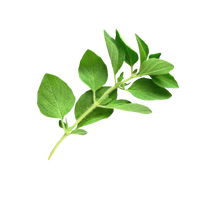 Oregano